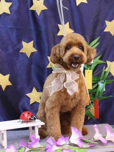 20230702テディくん